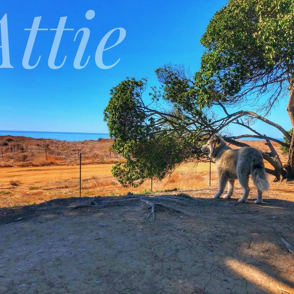 Adventure Dog LA - Another photo with text sent to us by William of our sweet girl! - Dog Walkers Near Me - Pasadena, California Adventure Dog LA - Another photo with text sent to us by William of our sweet girl! - Dog Walkers Near Me - Pasadena, California