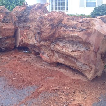 Woody's Crew - Tree and Landscape - Woody's Crew - Australian Pine tree Removal and stump grinding of tree over 5 ft 3 inches wide at base. - Tree Services Near Me Woody's Crew - Tree and Landscape - Woody's Crew - Australian Pine tree Removal and stump grinding of tree over 5 ft 3 inches wide at base. - Tree Services Near Me