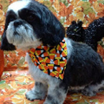 Pooch Parlor - Pet Groomers Near Me - Fort Wayne, Indiana Pooch Parlor - Pet Groomers Near Me - Fort Wayne, Indiana