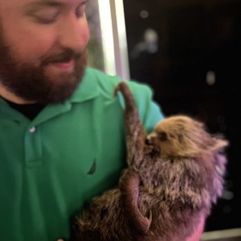SLOTH ENCOUNTERS - Updated January 2025 - 83 Photos - 551 Veterans