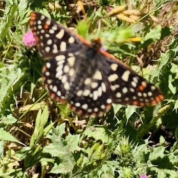 Rancho San Antonio Preserve - Rancho San Antonio 05.20.23|Sat - Parks Near Me - Los Altos, California Rancho San Antonio Preserve - Rancho San Antonio 05.20.23|Sat - Parks Near Me - Los Altos, California