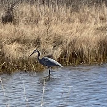 Cape Henlopen State Park - Heron - Parks Near Me - Lewes, Delaware Cape Henlopen State Park - Heron - Parks Near Me - Lewes, Delaware
