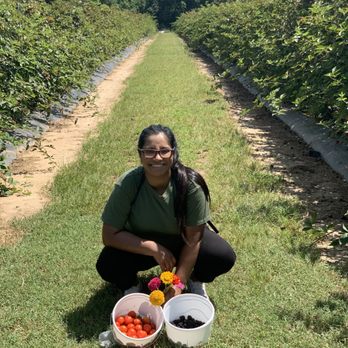 Froberg's Farm - Tomato's and blackberries - Pick Your Own Farms Near Me - Alvin, Texas Froberg's Farm - Tomato's and blackberries - Pick Your Own Farms Near Me - Alvin, Texas