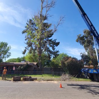 Arborzona Tree Service - Tree Services Near Me - Phoenix, Arizona Arborzona Tree Service - Tree Services Near Me - Phoenix, Arizona