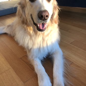 Groomit - Apollo feeling so fresh  and so clean after his bath - Pet Groomers Near Me