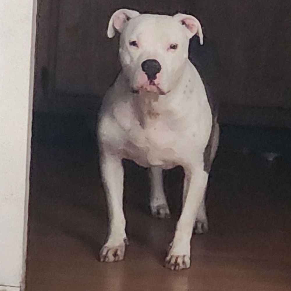 No Kill Animal Shelter Martinez, CA 94553 - Last Updated January 2026 - Yelp