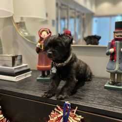 Wet Paws Mobile Grooming - Amazing