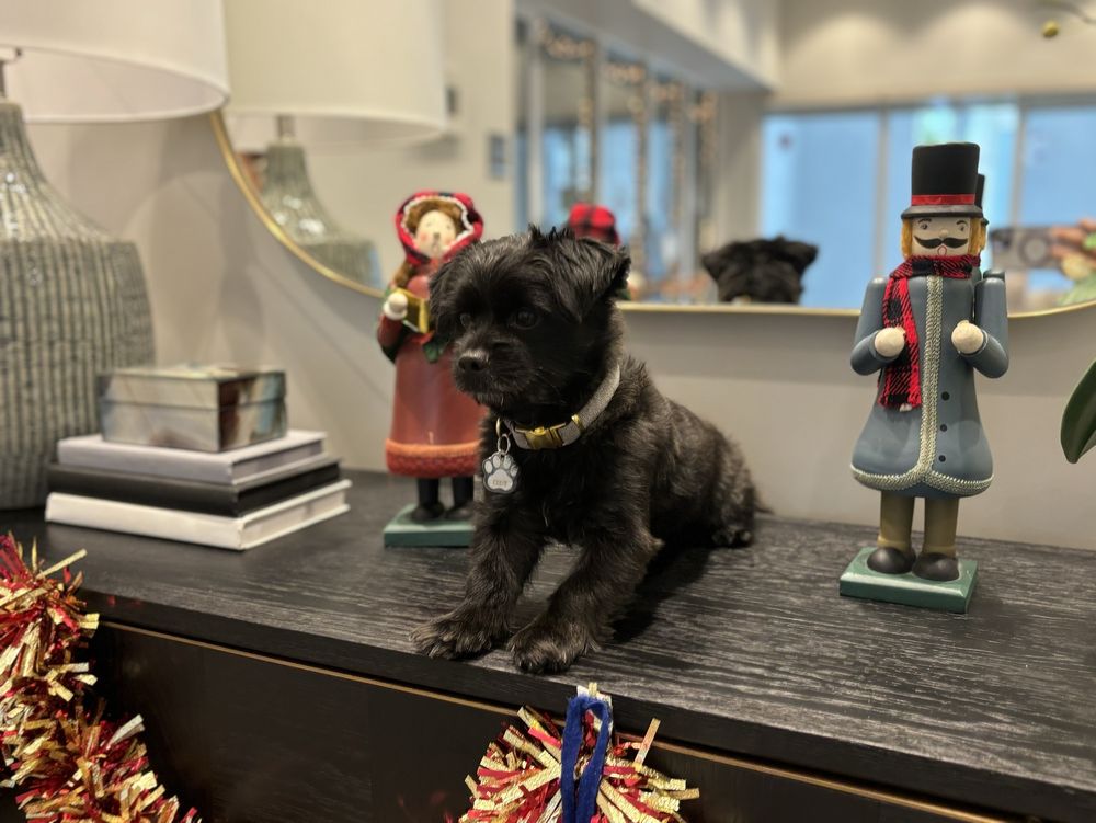 WET PAWS MOBILE GROOMING Updated October 2024 15 Photos & 18