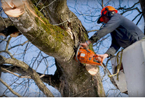 Andrew's Tree Service - tree service in Eugene, OR