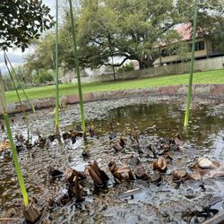 Laura Plantation - Sugar cane