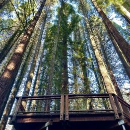 The awesome Redwood deck