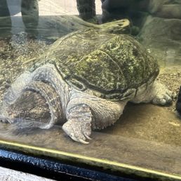 Crusher the turtle Crusher the turtle