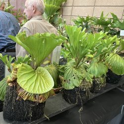 Orchids In The Park
