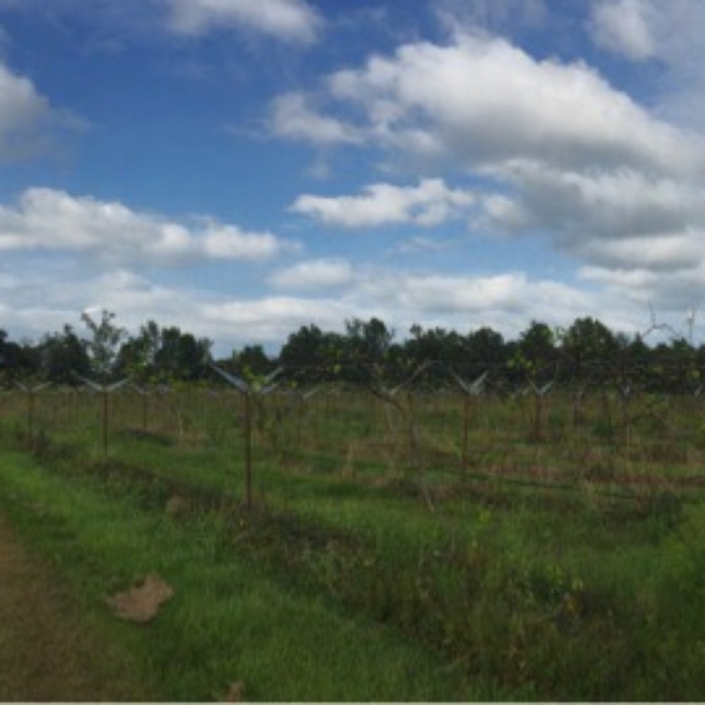 Pontchartrain Vineyards - Vines in their dormant stage early Fall. Just imagine their grapes sleeping in a barrel now... - Wineries Near Me - Bush, Louisiana Pontchartrain Vineyards - Vines in their dormant stage early Fall. Just imagine their grapes sleeping in a barrel now... - Wineries Near Me - Bush, Louisiana
