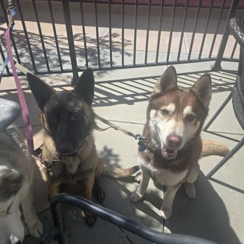 The Backyard Grub n' Brews - Dog friendly - Breakfast & Brunch Near Me - Santa Clarita, California The Backyard Grub n' Brews - Dog friendly - Breakfast & Brunch Near Me - Santa Clarita, California