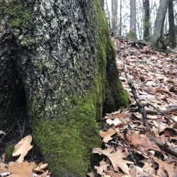 The Notch
