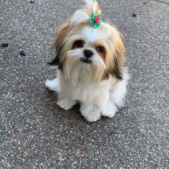 Fur Pal Grooming Spa - They kept her ponytail like I asked and trimmed her down. Love it! - Pet Groomers Near Me - San Ramon, California