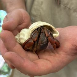 Zoology Zoo - Hermit crab