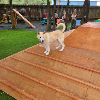 Hops & Hounds - My puppy having fun - Dog Parks Near Me - San Antonio, Texas Hops & Hounds - My puppy having fun - Dog Parks Near Me - San Antonio, Texas