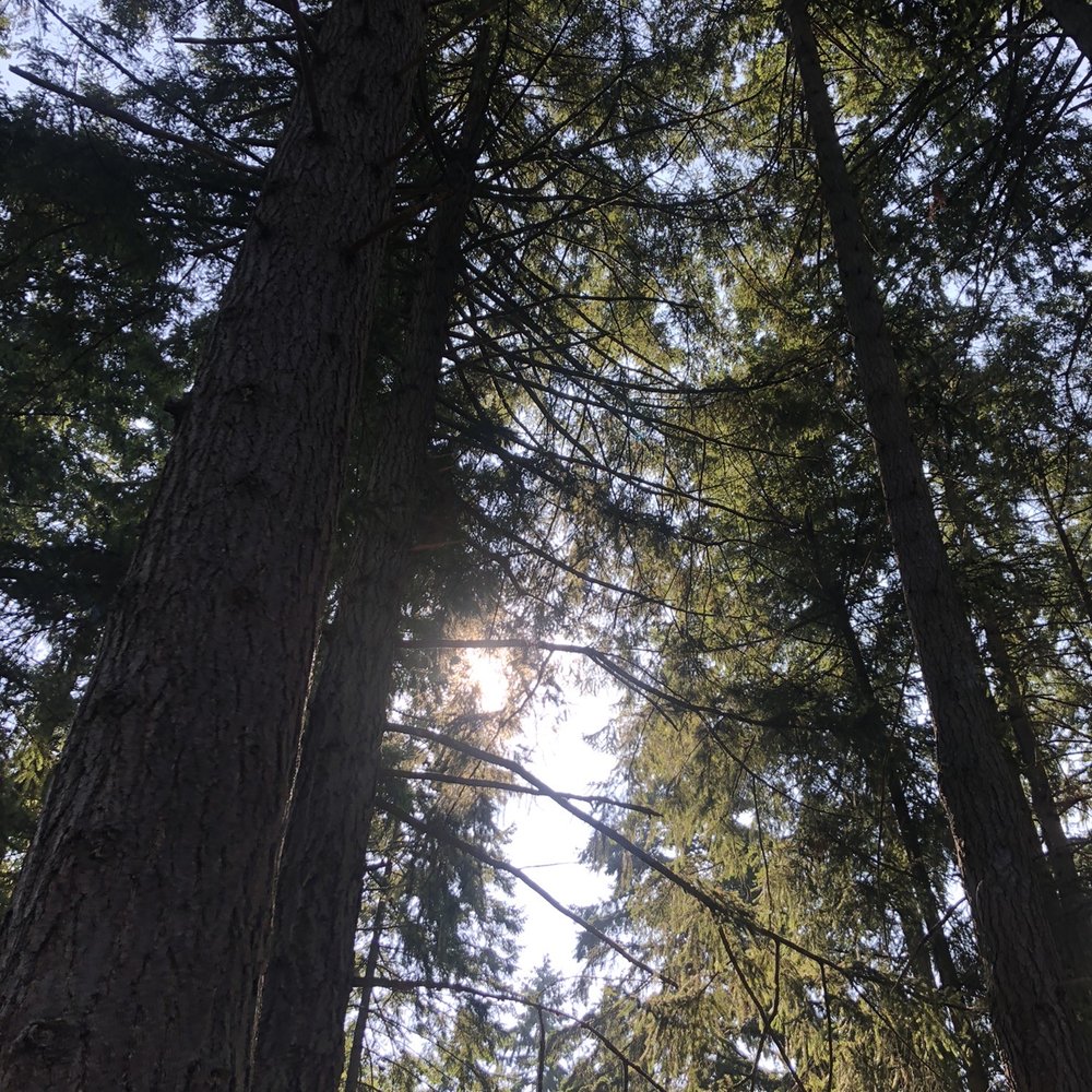 Windtree Park - Mini forest - Parks Near Me - Newcastle, Washington Windtree Park - Mini forest - Parks Near Me - Newcastle, Washington