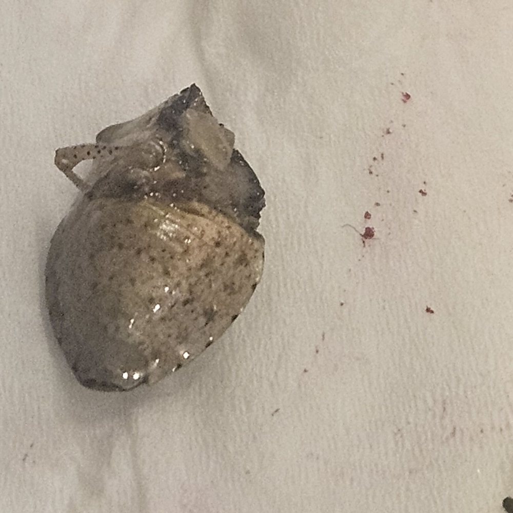 Hot Stone Pho - Found this in my pho. Disgusting! - Vietnamese Near Me - Garden Grove, California Hot Stone Pho - Found this in my pho. Disgusting! - Vietnamese Near Me - Garden Grove, California