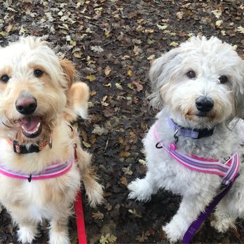 Fetch! Pet Care - Happy girls, thank you! Fetch - Pet Sitting Near Me