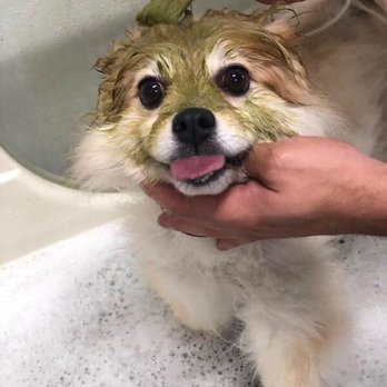 Spoiled Pup - Pet Groomers Near Me - Las Vegas, Nevada Spoiled Pup - Pet Groomers Near Me - Las Vegas, Nevada