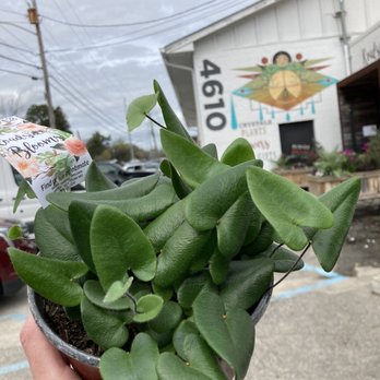 Roadside Blooms - How cute is this heart fern?? - Florists Near Me - North Charleston, South Carolina