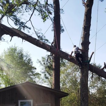 Southern Tree Ninjas - Tree Services Near Me - Leesville, Louisiana