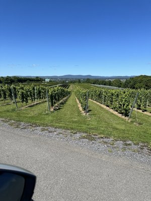 Ste-Pétronille - Winery & Cidery by null