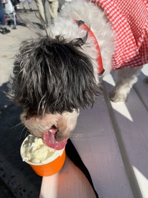 Salty Paws Doggy Ice Cream Bar And Bakery by null