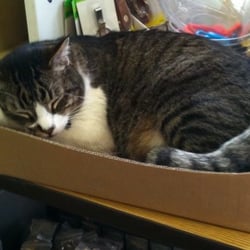 Ace Hardware - Bacliff Builders Supply - Cat-in-the Box seen at Ace Hardware