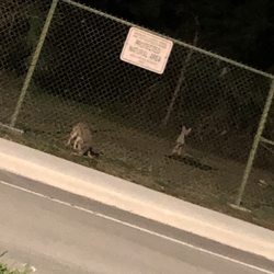 Woodmont Natural Area - Coyotes inside the park