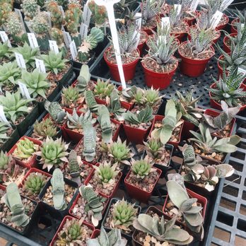 Arizona Cactus Sales - Rare and hard to find succulents - Nurseries & Gardening Near Me - Chandler, Arizona Arizona Cactus Sales - Rare and hard to find succulents - Nurseries & Gardening Near Me - Chandler, Arizona