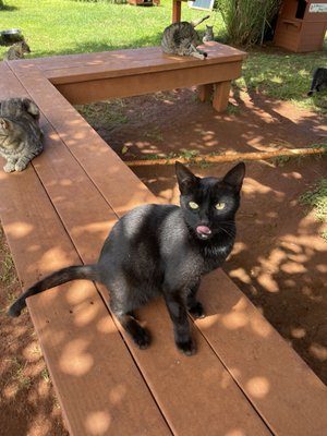 Lānaʻi Cat Sanctuary by null