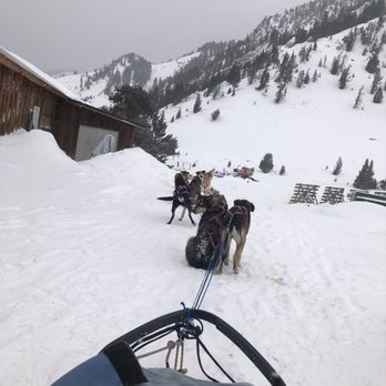Jackson Hole Iditarod Sled Dog Tours - Tours Near Me - Jackson, Wyoming