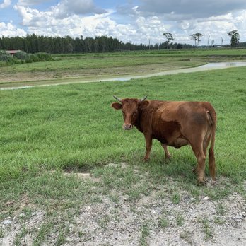 Safari Wilderness Ranch - Tours Near Me - Lakeland, Florida Safari Wilderness Ranch - Tours Near Me - Lakeland, Florida