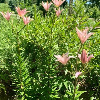 Belle Meade Winery - Lilies in the garden - Wineries Near Me - Nashville, Tennessee Belle Meade Winery - Lilies in the garden - Wineries Near Me - Nashville, Tennessee