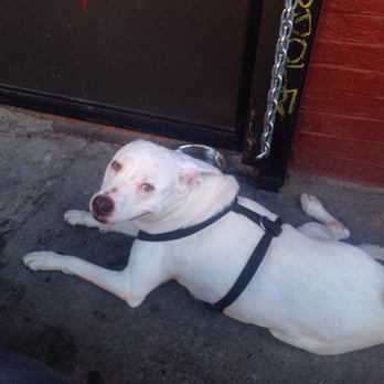 Birdy's - We like dawgs - Bars Near Me - Bushwick, New York Birdy's - We like dawgs - Bars Near Me - Bushwick, New York