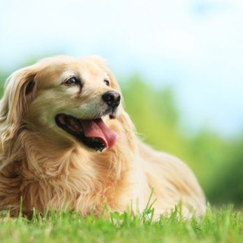 Valley View Veterinary Clinic - Veterinarians Near Me - Twin Falls, Idaho Valley View Veterinary Clinic - Veterinarians Near Me - Twin Falls, Idaho