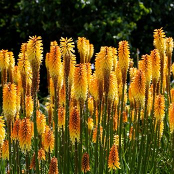 Kew Gardens - Flowers - Botanical Gardens Near Me