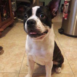 Alma's Pet Care - Alma's pet care I pick up my dog he was very happy and clean