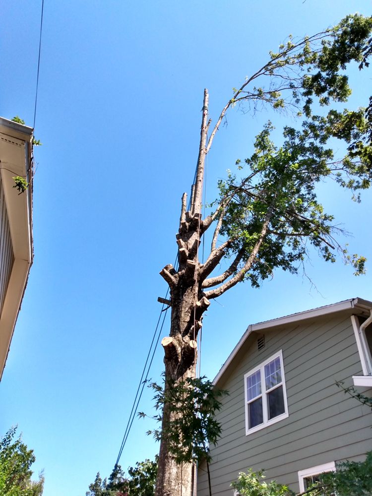 Porter's Tree Service - veterans service organization in Salem, OR