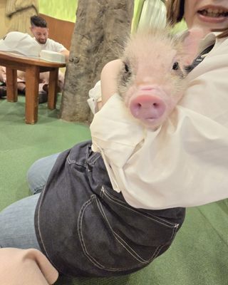 mipig cafe Harajuku by null