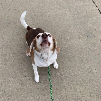 North Metro Pet Services - I smell a good walk coming on! - Dog Walkers Near Me - Thornton, Colorado North Metro Pet Services - I smell a good walk coming on! - Dog Walkers Near Me - Thornton, Colorado