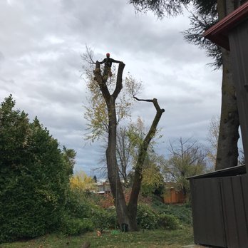 Tree Masters - Diseased tree removal - Tree Services Near Me - Portland, Oregon
