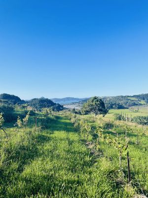 Mercury Bay Estate - Winery & Restaurant by null