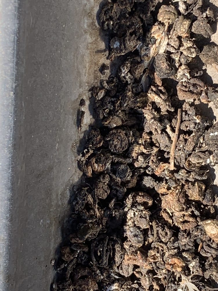 Slide of Lukas Pigeon Removal & Gutter Cleaning