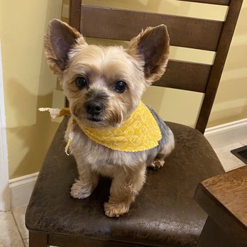 Bark Street Grooming - Buddy's ready for supper!! - Pet Groomers Near Me - Commerce, Georgia