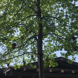 Bungalow Heaven Home Tour - Birdhouse Tree